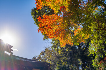 紅葉のイメージ