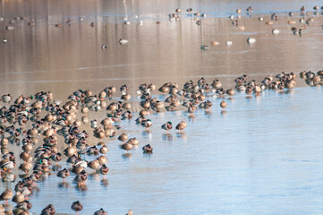 Wild duck (Anas platyrhynchos)