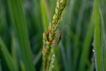 grasshopper on the grass