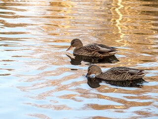 Mallard ducks swim in water with reflection.