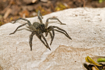 Giant alpine spider (Vesubia jugorum), Maritime alps, Italy.
