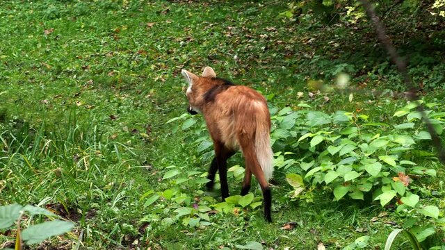 The Maned Wolf, Chrysocyon brachyurus is the largest canid of South America 
