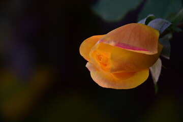 yellow flower bud