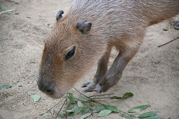 ぼんやりしているカピバラ