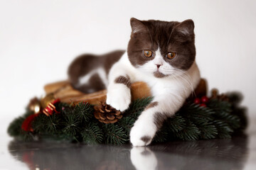 Britisch Kurzhaar Katze Kitten romantisch und edel