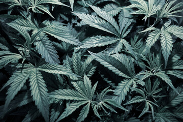 cultivation cannabis, Cannabis vegetation plants, light leaks hemp marijuana CBD, marijuana...