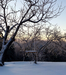 Homemade swing hanging on an icy tree in the winter at sunset of the day.