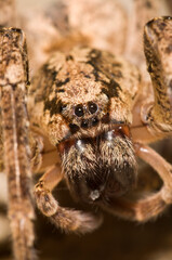 False wolf spider (Zoropsis spinimana) portrait, Italy.