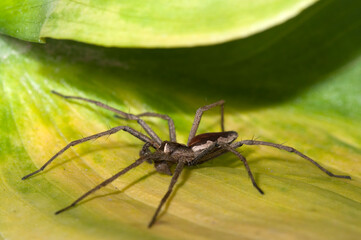 Nursery web spider (Pisaura sp.).