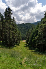 Fototapeta na wymiar View toward sports centre in the pine forest at Rila mountain, Bulgaria 