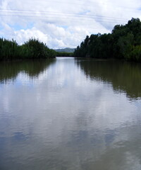 Green plants and the water lack