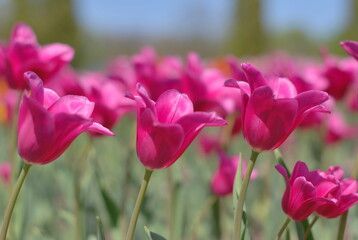 tulips
