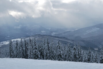 winter mountain forest