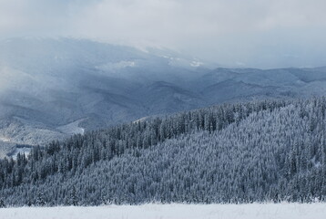 Snow mountain forest