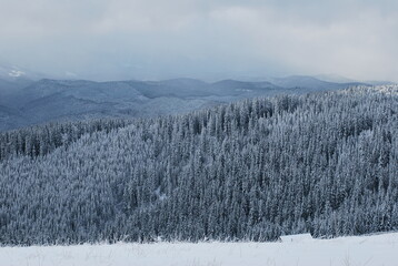 snow mountain forest