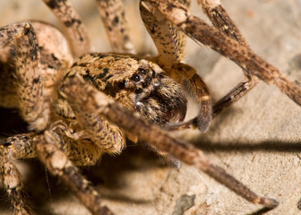 False wolf spider (Zoropsis spinimana) portrait, Italy.