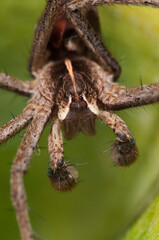 Nursery web spider (Pisaura sp.).