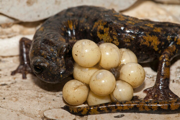 North-west italian cave salamander (Hydromantes strinatii) female with eggs, Liguria, Itasy.