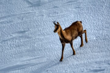 Obraz premium Chamois in the snow on the peaks of the National Park Picos de Europa in Spain.