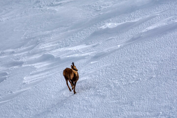 Chamois in the snow on the peaks of the National Park Picos de Europa in Spain.