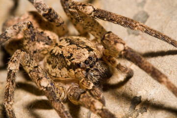 False wolf spider (Zoropsis spinimana) portrait, Italy.
