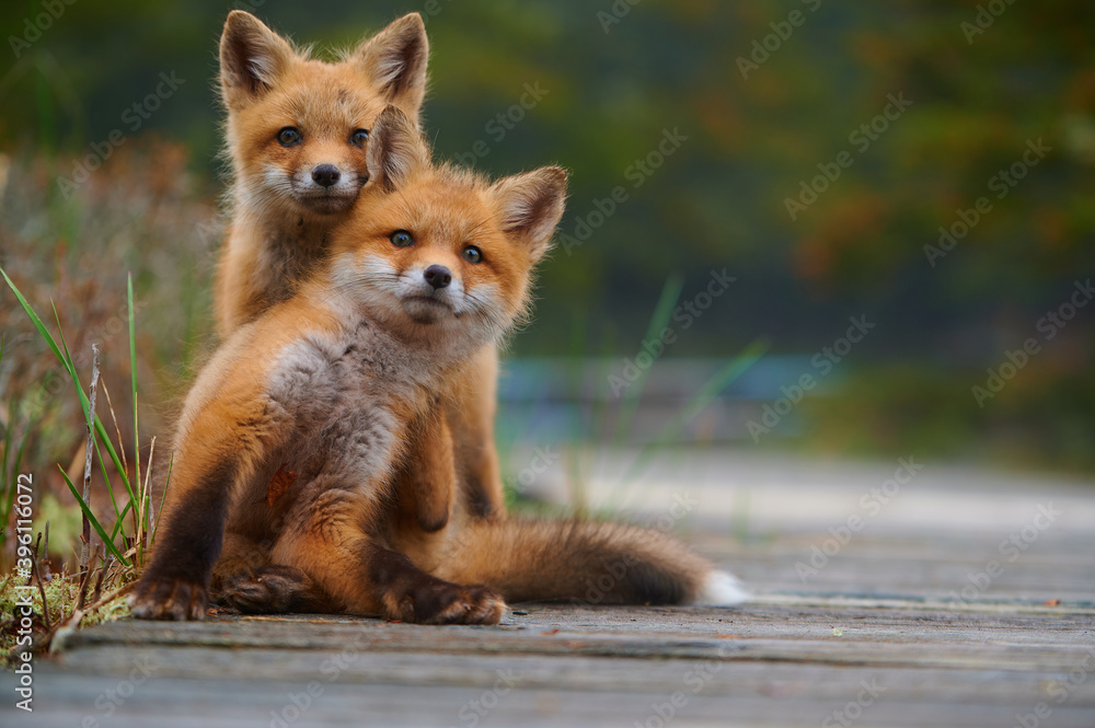 Wall mural wild baby red foxes cuddling at the beach, june 2020, nova scotia, canada