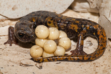 North-west italian cave salamander (Hydromantes strinatii) female with eggs, Liguria, Itasy.