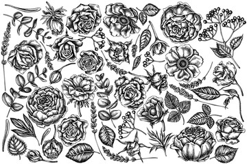 Vector set of hand drawn black and white roses, anemone, eucalyptus, lavender, peony, viburnum