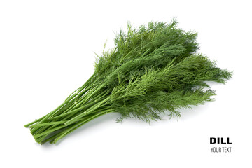 Fresh green dill background. Green dill texture. Bunch of dill. Seasoning. Spice for different dishes