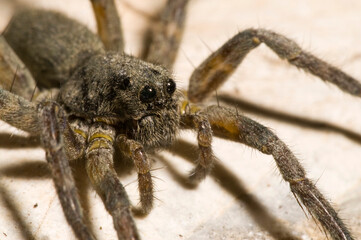 Giant alpine spider (Vesubia jugorum), Maritime alps, Italy.