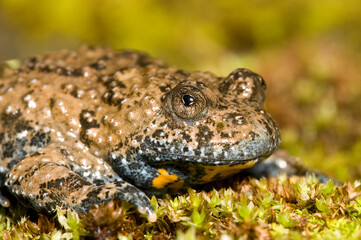Apennine yellow-bellied toad (Bombina pachypus), Liguria, Italy.