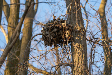 squirrel nest is high above in a tall tree © J.A.