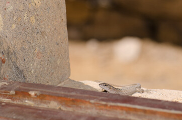 Gran Canaria giant lizard Gallotia stehlini. Juvenile on a window. Cruz de Pajonales. Tejeda. Gran Canaria. Canary Islands. Spain.
