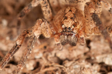 False wolf spider (Zoropsis spinimana)