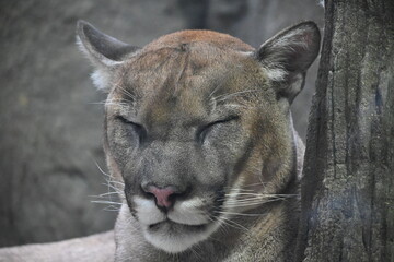 凛々しい顔で寝ているピューマ