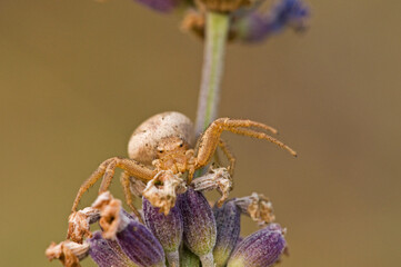 Crab spider (Xysticus sp.).