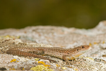 Viviparous lizard (Zootoca vivipara)
