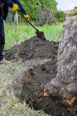 Uprooting old dry fruit tree in garden. Large pit with sawn and chopped tree roots. Man with shovel is digging up the roots tree. Farming. Close-up. Selective focus.