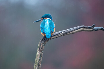 Obraz premium Kingfisher (Alcedo atthis) perched on a branch.
