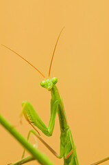 European common mantis (Mantis religiosa)