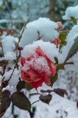 Fototapeta już zima a róży czerwień taki ostry i śnieg spadł. obraz