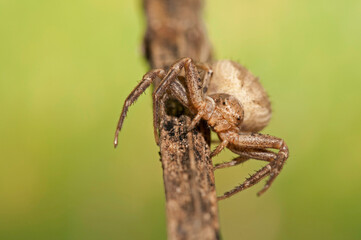 Crab spider (Xysticus sp.).