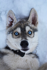 siberian husky puppy © Анастасия Шаповалова
