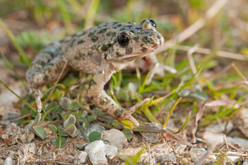 Parsley frog (Pelodytes punctatus), Liguria, Italy.