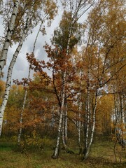 Fototapeta premium autumn in the forest