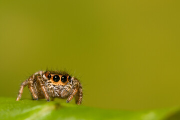 Jumping spider 