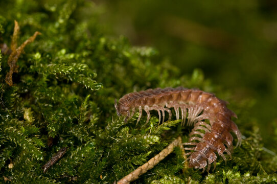Flat-backed millipedes (Polydesmus sp.).