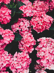 pink flowers