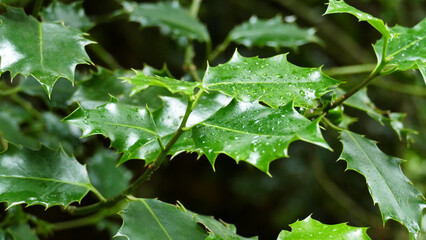 Branch and leaves of holly among the vegetation in the forest