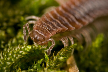 Flat-backed millipedes (Polydesmus sp.).